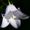 Campanula persicifolia Chettle Charm - Abriachan Nurseries
